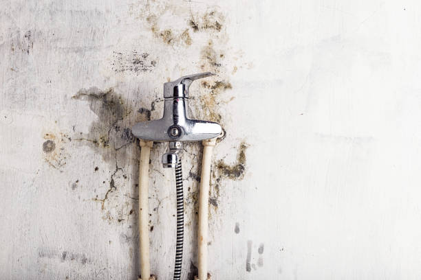 Best Same-Day Mold Removal  in Gainesboro, TN