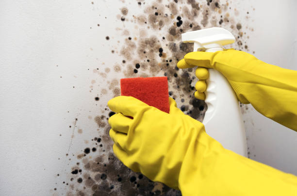 Mold Removal Process in Gainesboro, TN