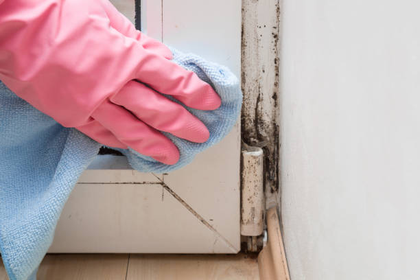 Best Attic Mold Removal  in Gainesboro, TN