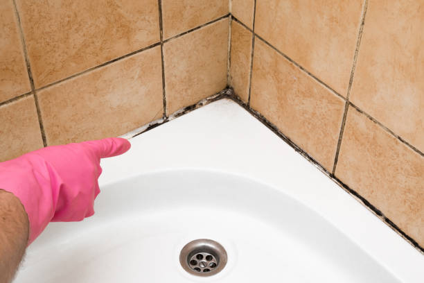Best Office Mold Removal Services  in Gainesboro, TN